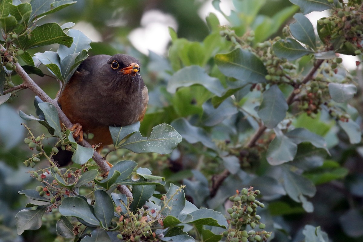 Эфиопский дрозд - ML647216373