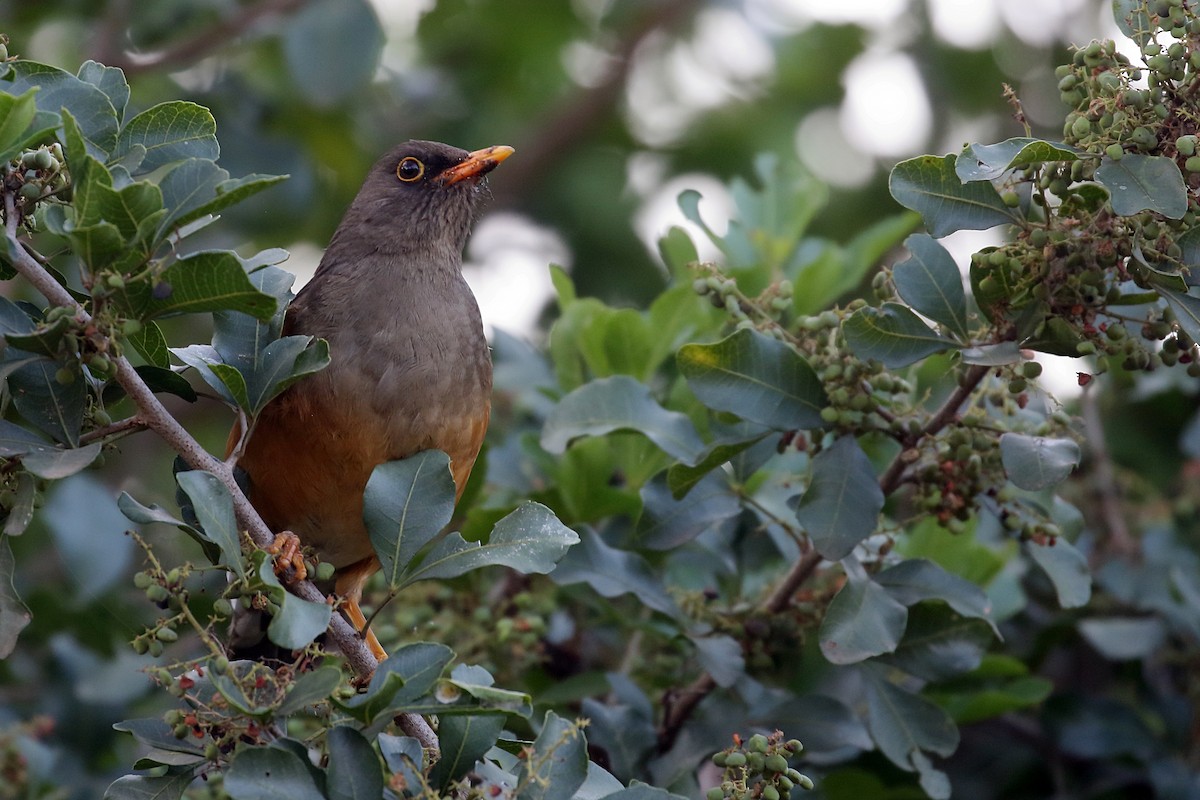 Эфиопский дрозд - ML647216374