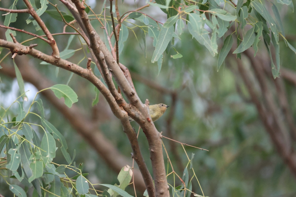 Yellow Thornbill - ML647216383