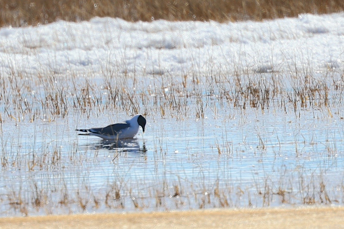 Sabine's Gull - ML647216389
