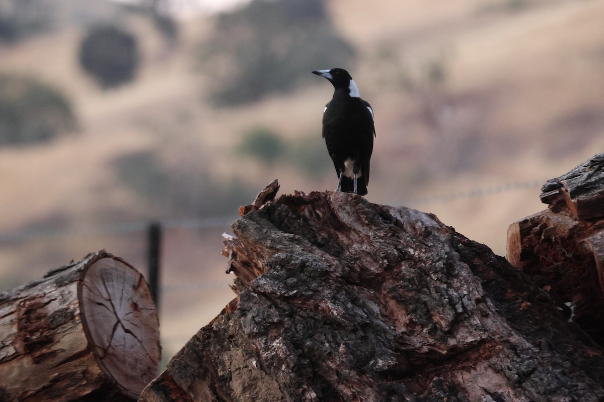Australian Magpie - ML647216390