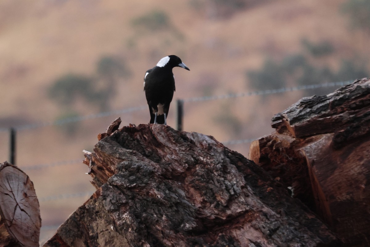 Australian Magpie - ML647216392