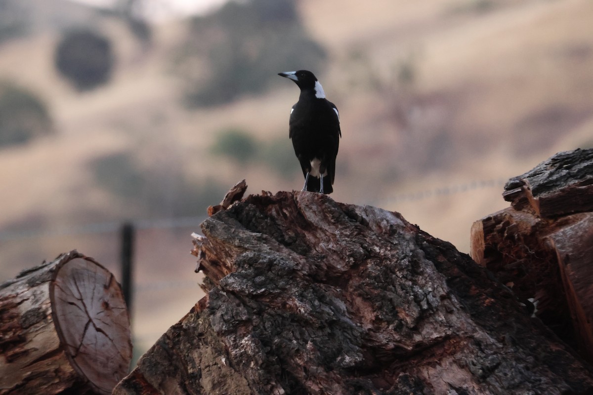 Australian Magpie - ML647216393