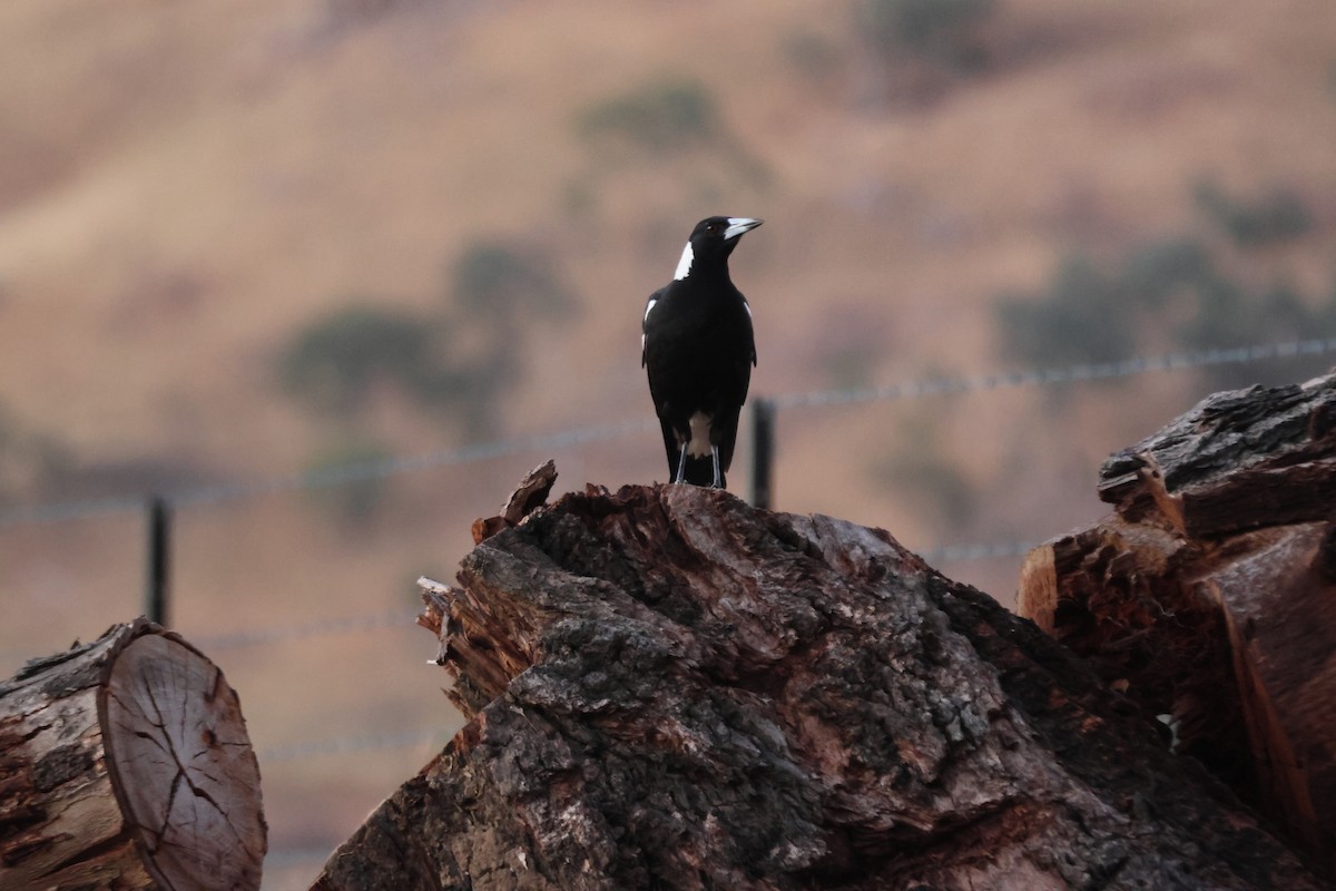 Australian Magpie - ML647216394