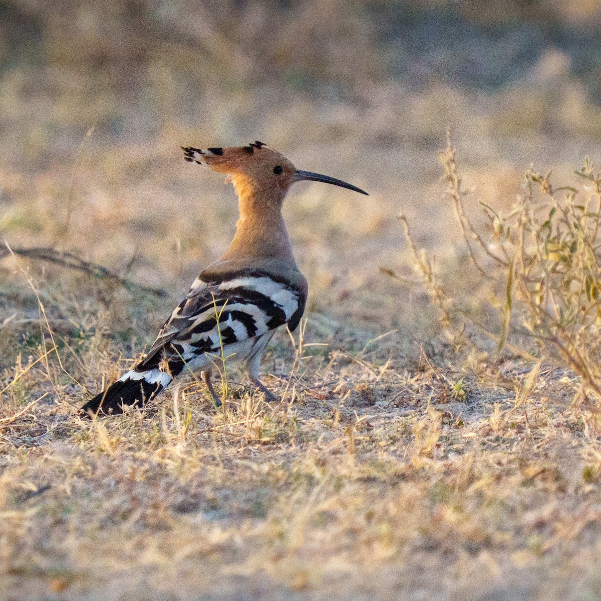 Common Hoopoe - ML647216397