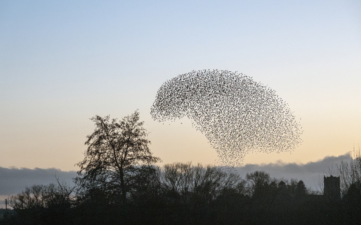 European Starling - ML647216399