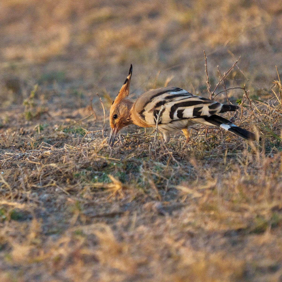 Common Hoopoe - ML647216401