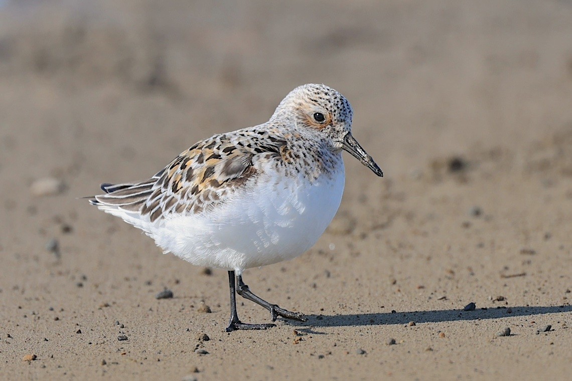 Txirri zuria - ML647216407