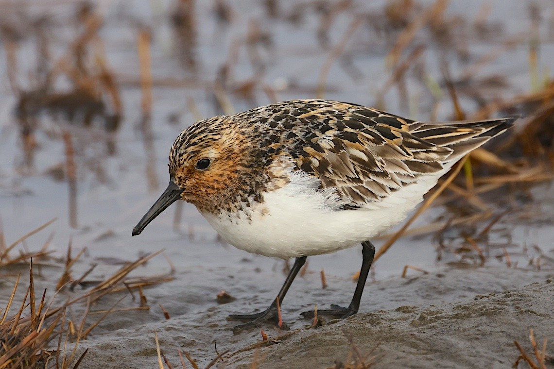 Txirri zuria - ML647216420