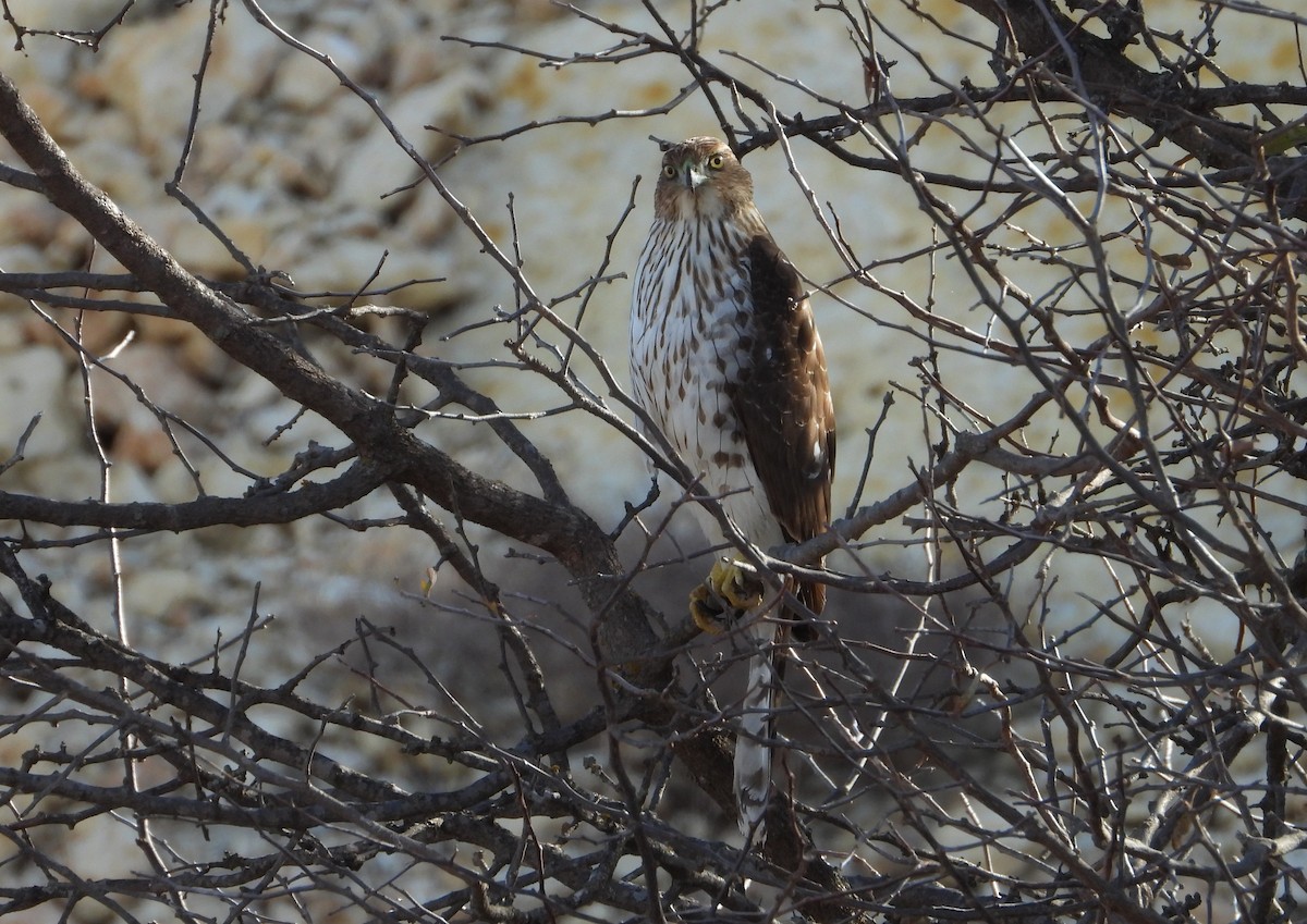 Cooper's Hawk - ML647216424