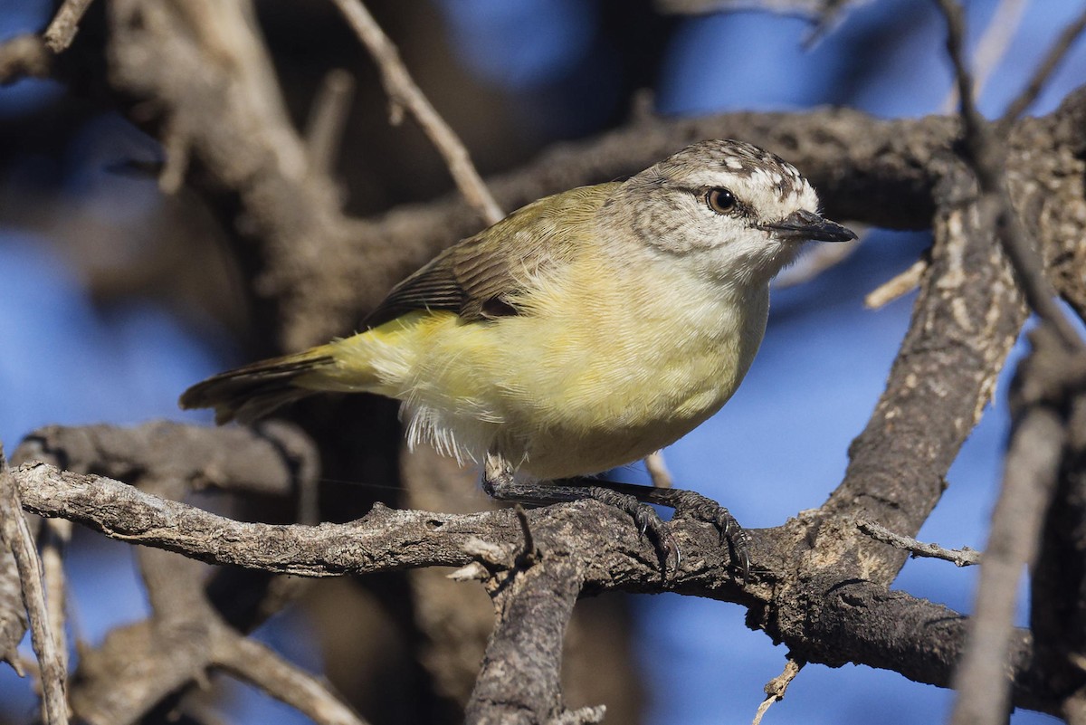 Yellow-rumped Thornbill - ML647216430