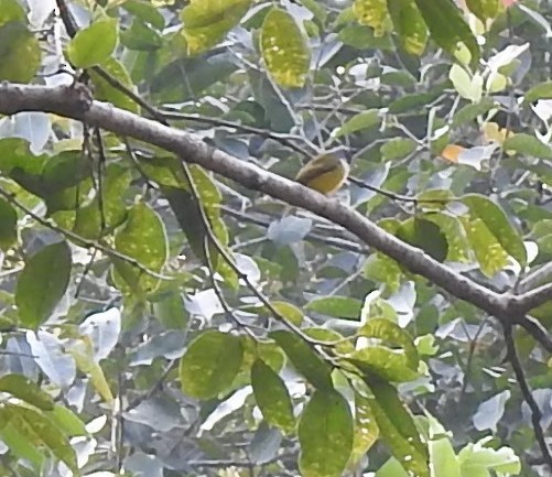 Gray-headed Canary-Flycatcher - ML647216433