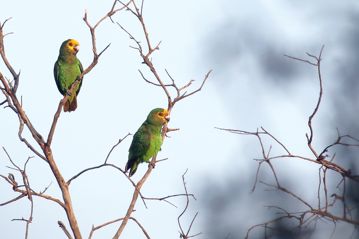 papoušek žlutočelý - ML647216434