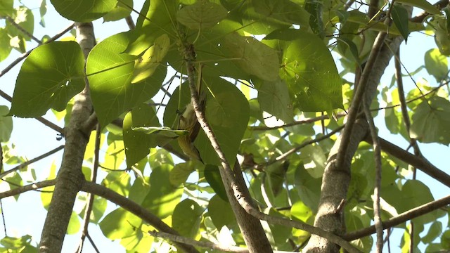 medosavka mnohobarvá - ML647216435