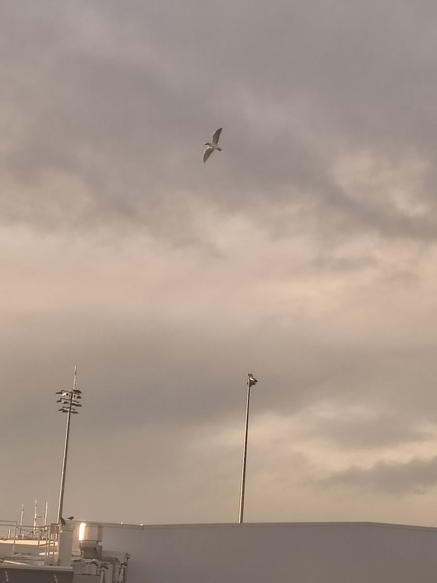 racek sp. - ML647216437