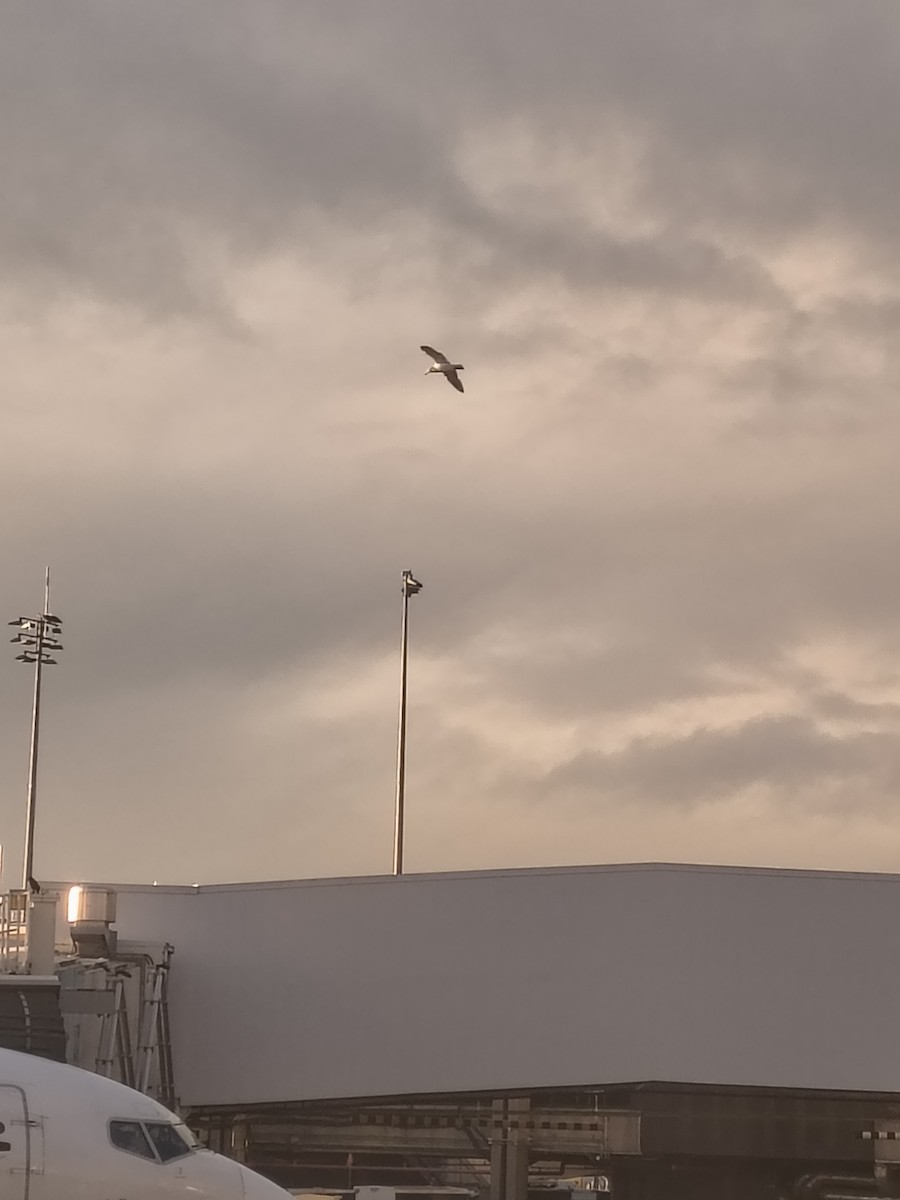 racek sp. - ML647216438