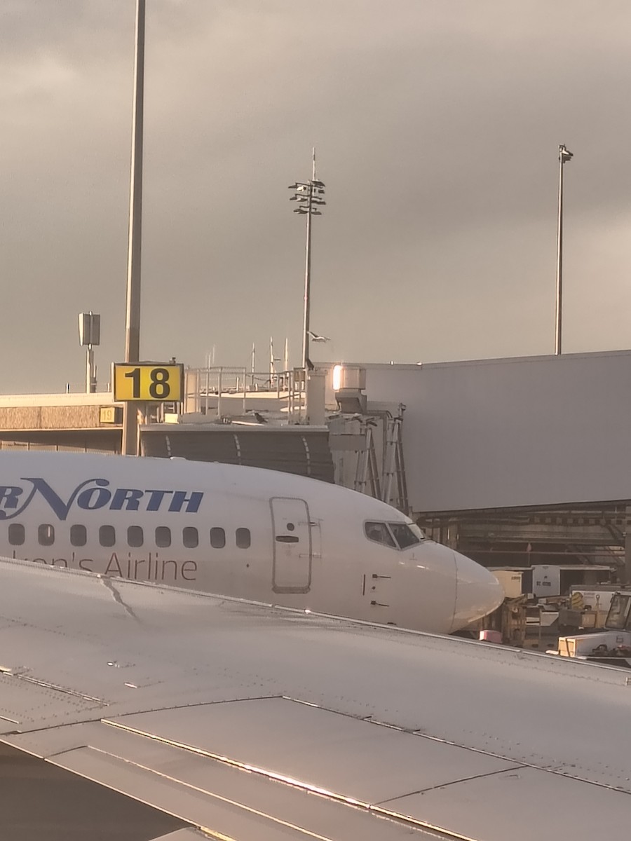 racek sp. - ML647216439