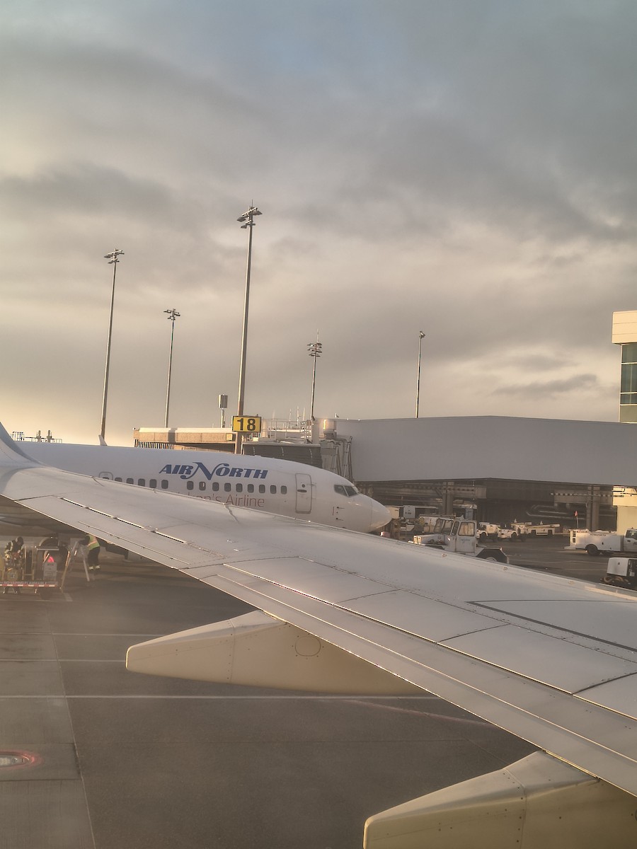 racek sp. - ML647216440