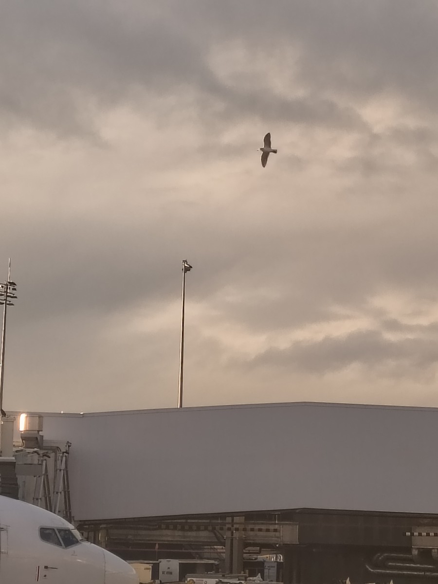 racek sp. - ML647216441