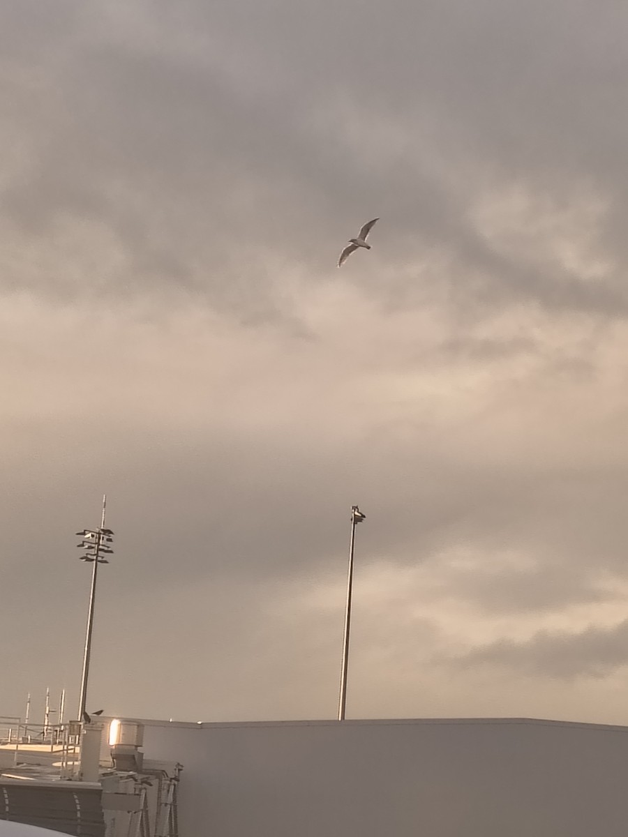 racek sp. - ML647216442