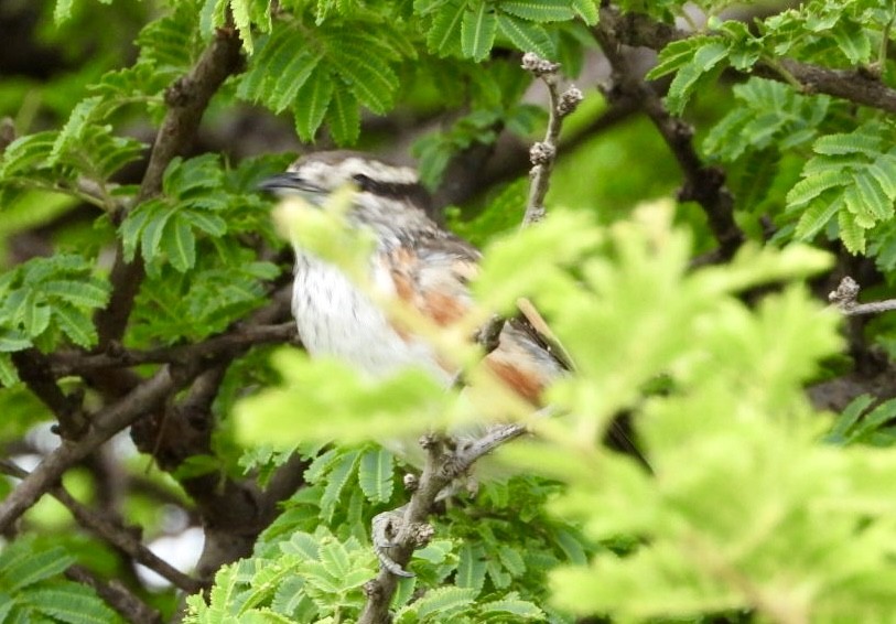 ťuhýkovec africký - ML647216443