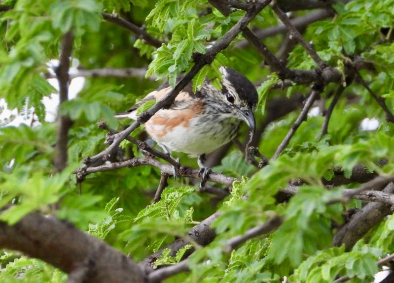 ťuhýkovec africký - ML647216444