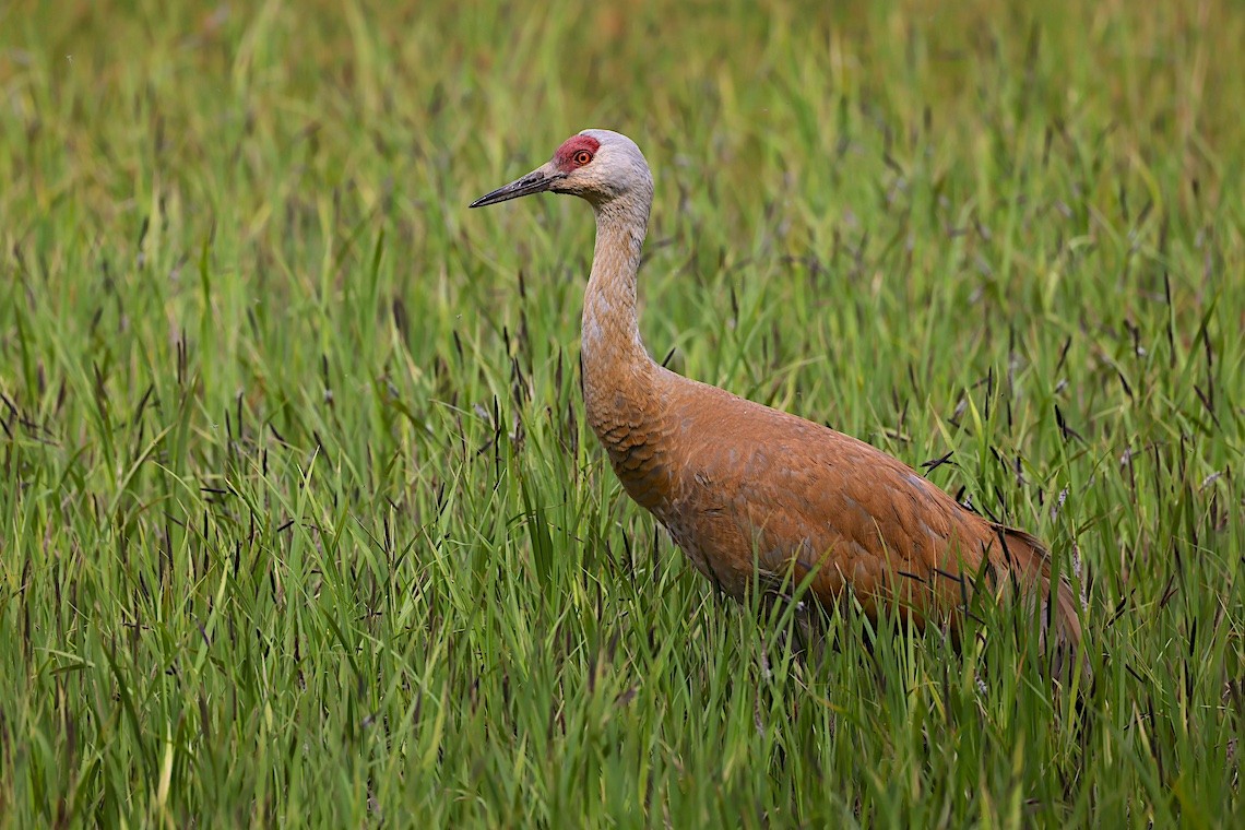 jeřáb kanadský (ssp. canadensis) - ML647216445