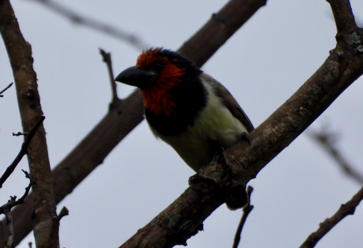 vousáček obojkový - ML647216446