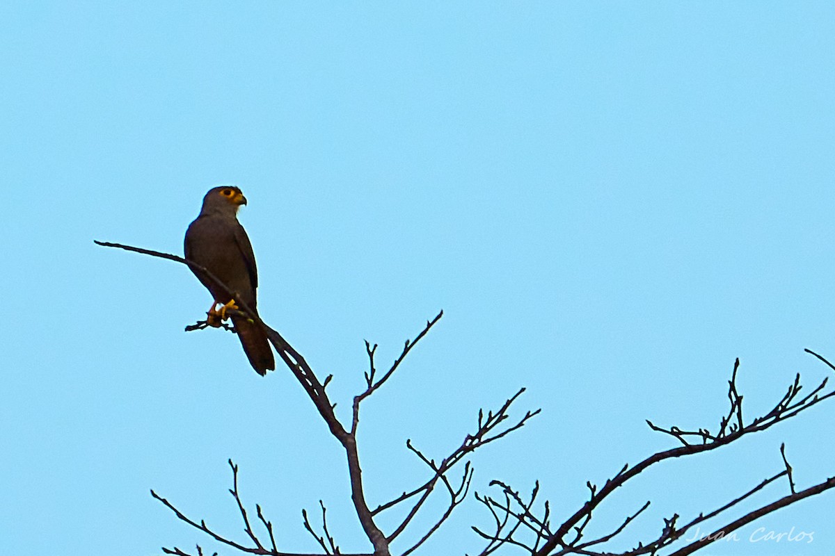 poštolka šedá - ML647216447