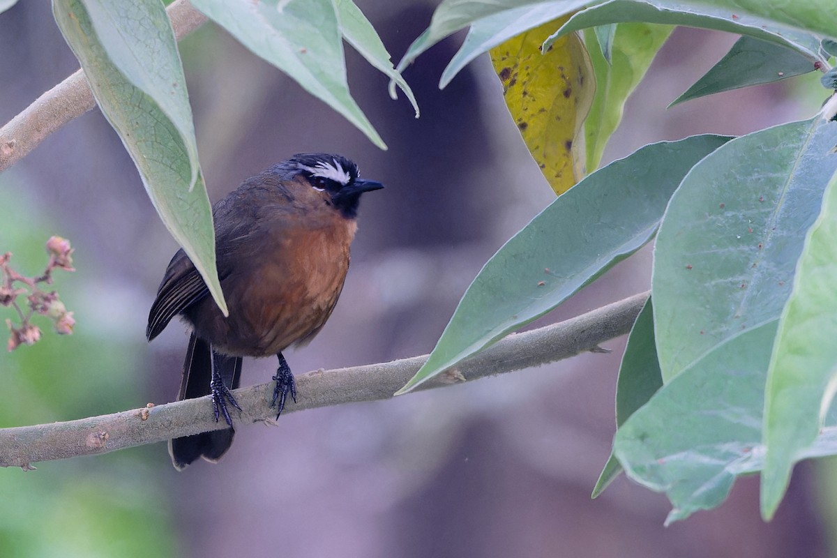 Nilgiri Laughingthrush - ML647216448