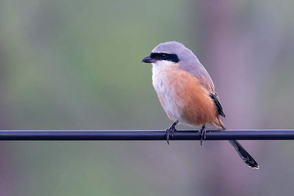 ťuhýk královský - ML647216449