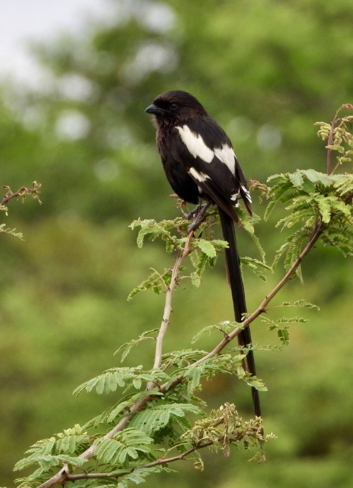 ťuhýk stračí - ML647216450