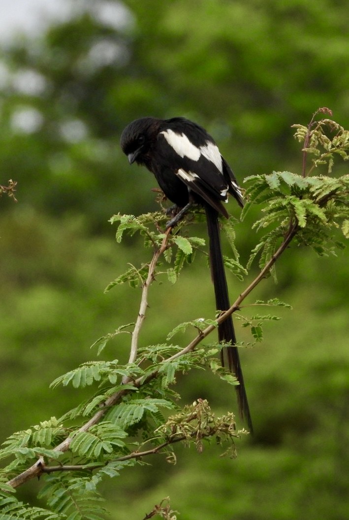 ťuhýk stračí - ML647216451