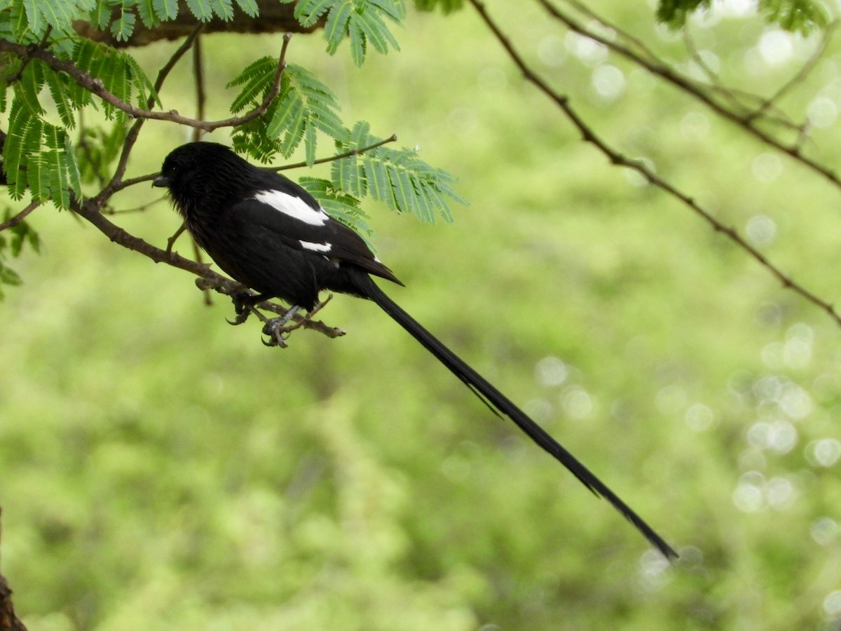 ťuhýk stračí - ML647216452