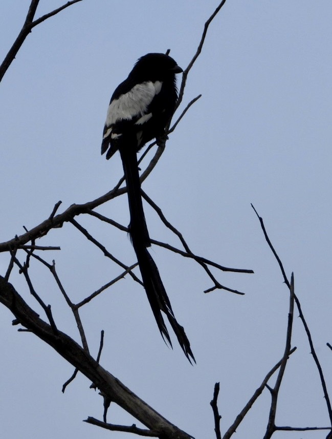 ťuhýk stračí - ML647216453