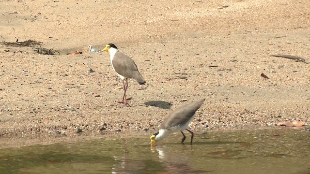 čejka australská (ssp. miles) - ML647216454