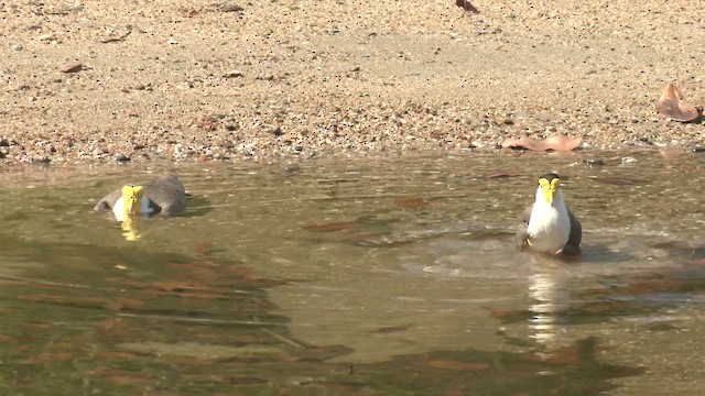 maskevipe (miles) - ML647216455