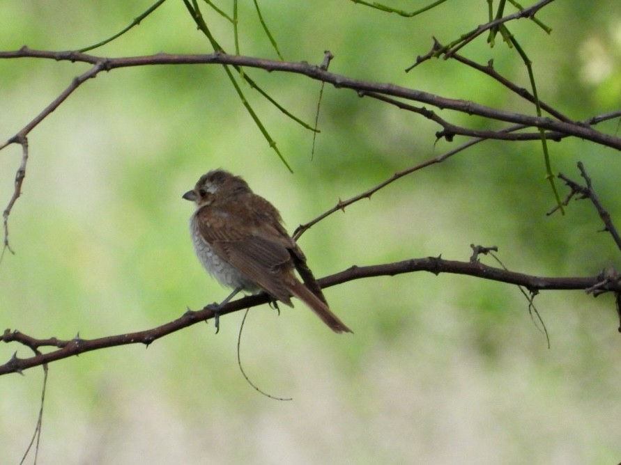 ťuhýk obecný - ML647216457