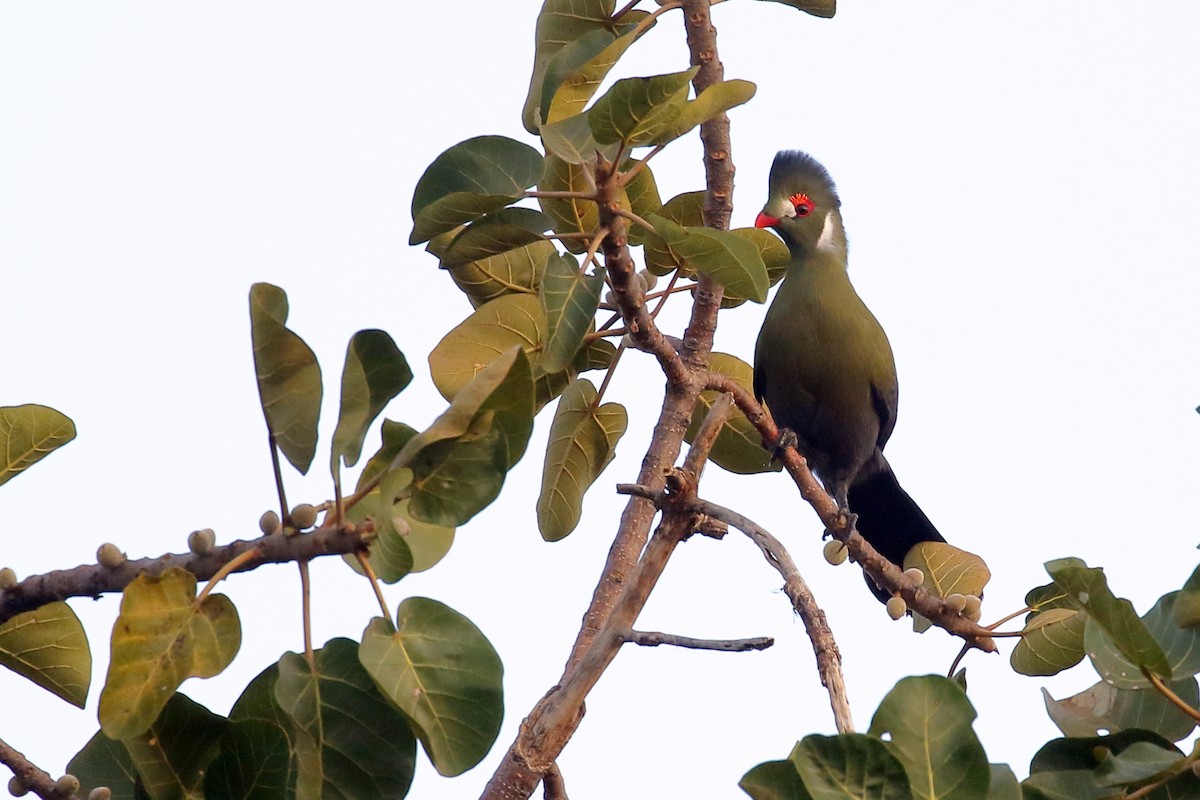 turako bělolící - ML647216459