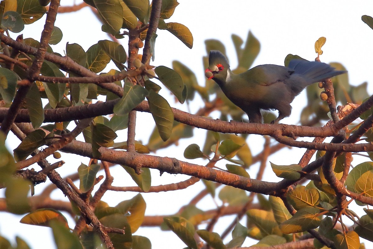 turako bělolící - ML647216460