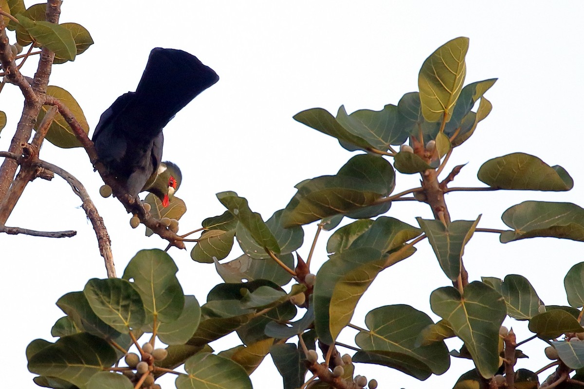 turako bělolící - ML647216461