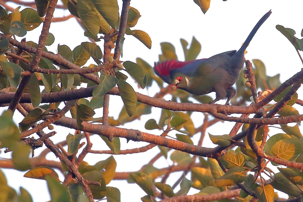 turako bělolící - ML647216462