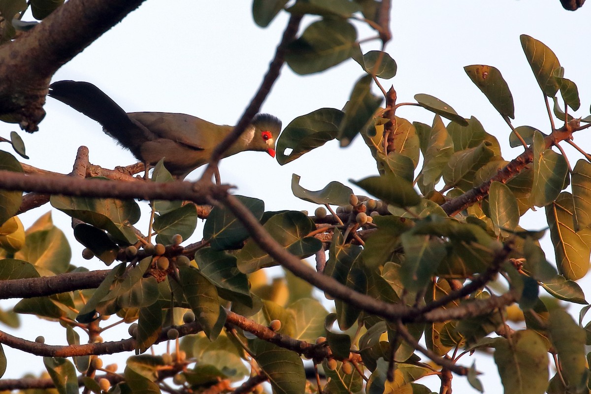 turako bělolící - ML647216463