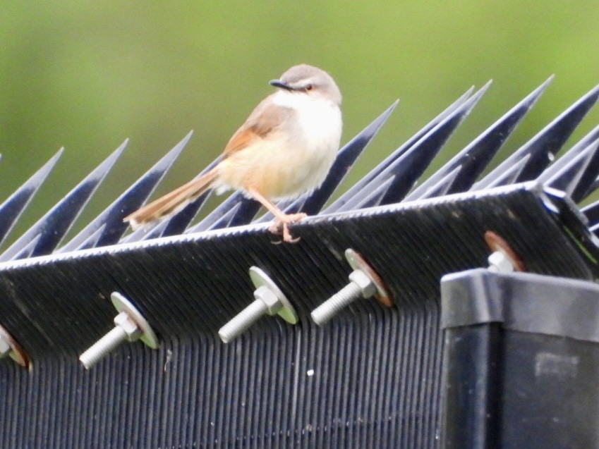 prinie afroasijská - ML647216465