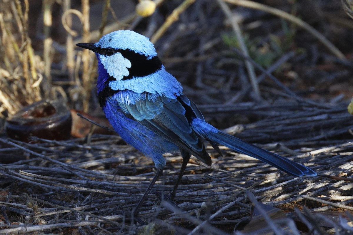 modropláštník modrofialový - ML647216466