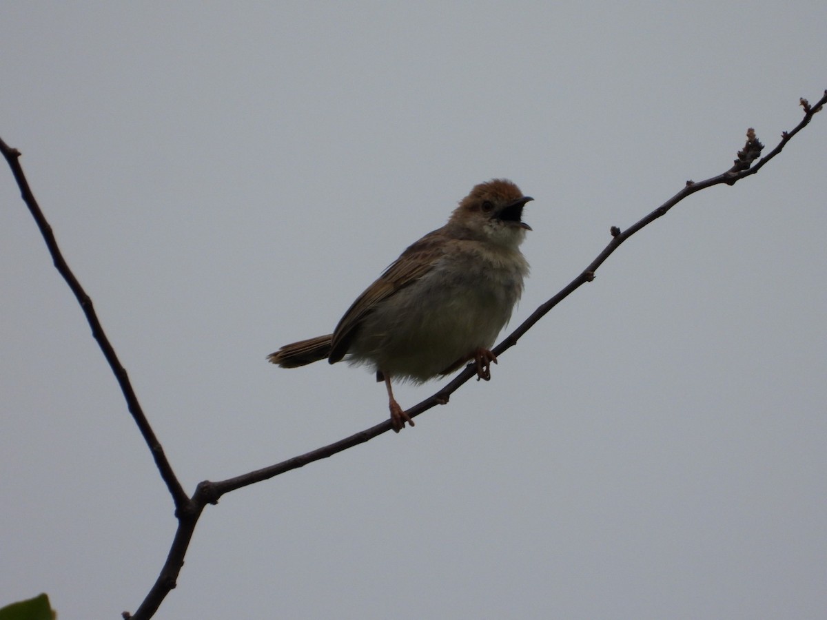 Rattling Cisticola - ML647216467