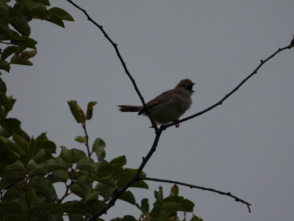 Rattling Cisticola - ML647216468