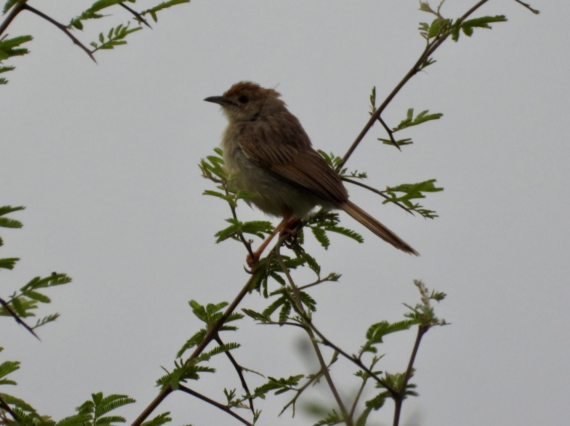 Rattling Cisticola - ML647216469