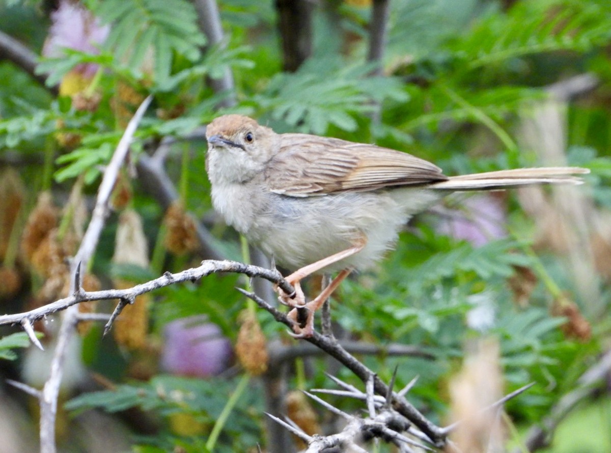 Rattling Cisticola - ML647216470