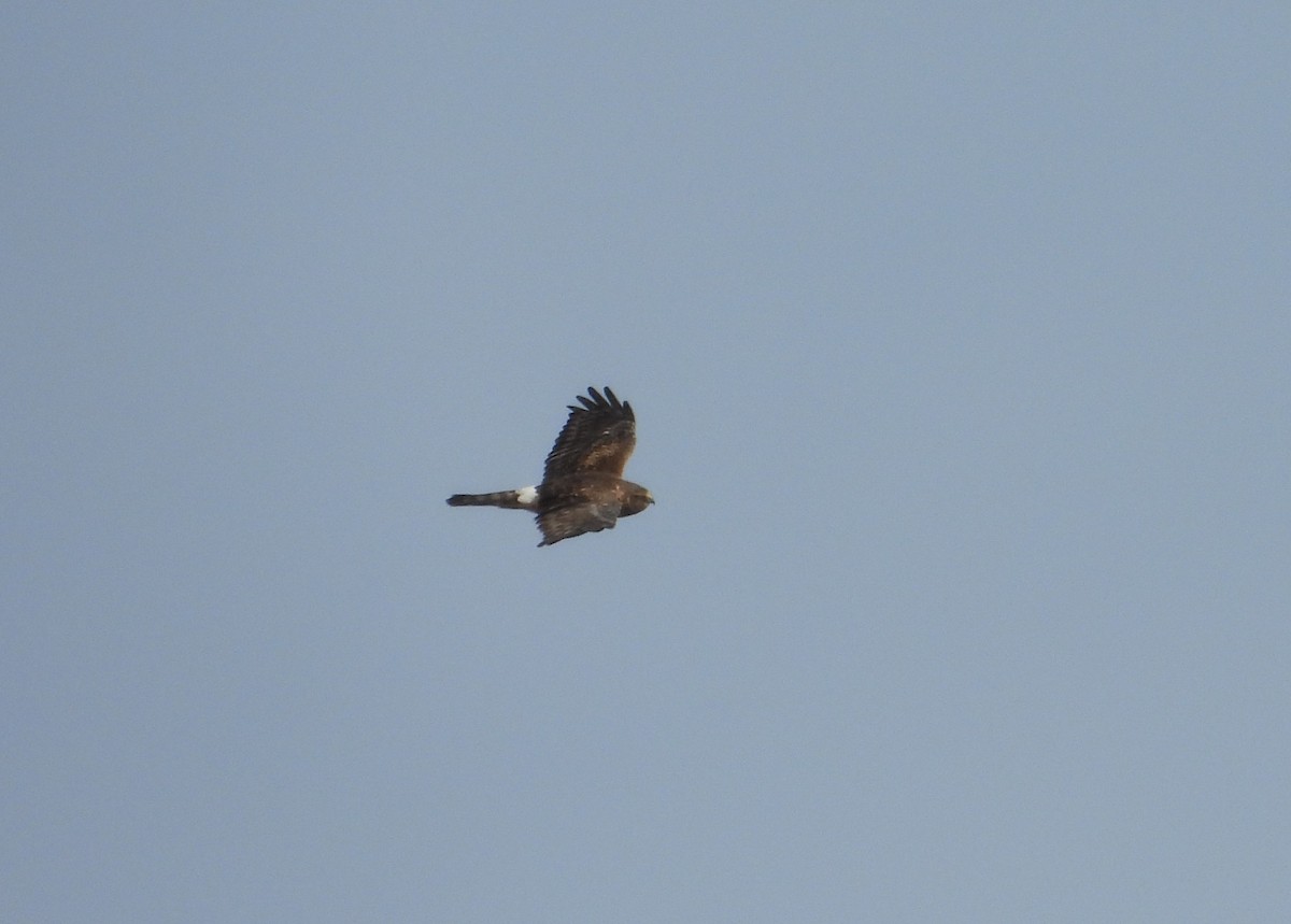 moták severoamerický - ML647216472